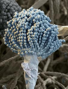 Aspergillus-fungus